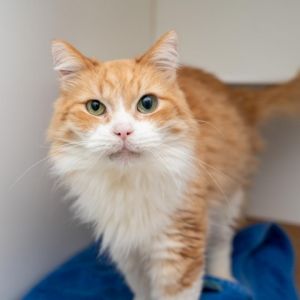 Morris is a handsome gentleman who spends his day purring away The moment you enter the room he sw