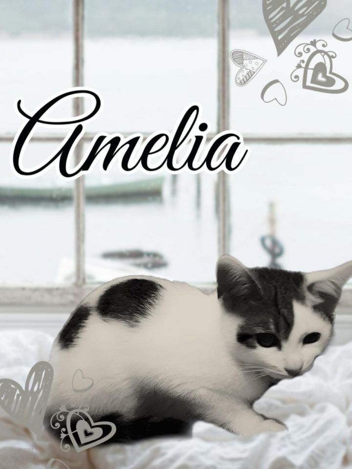 Amelia 3