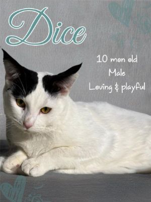 Dice Domestic Short Hair Cat