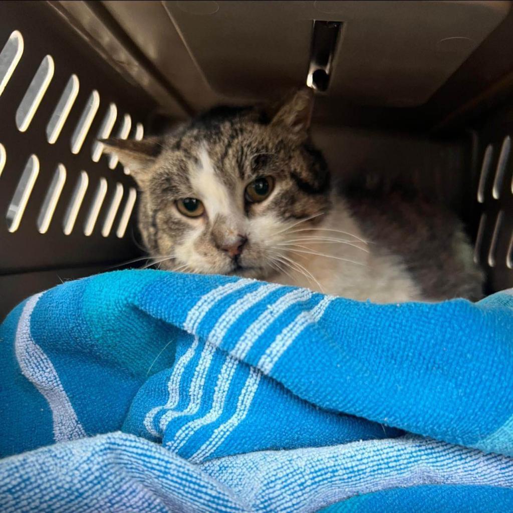 Marvin, an adoptable Domestic Short Hair in Kanab, UT, 84741 | Photo Image 1