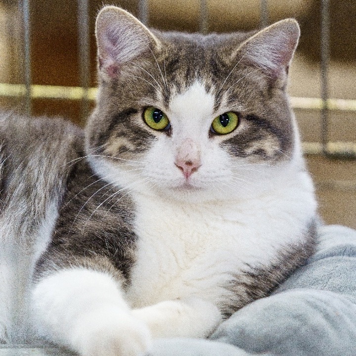 Pepperoni, an adoptable American Shorthair in Marble Falls, TX_image-1