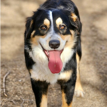 Petfinder bernese mountain store dog