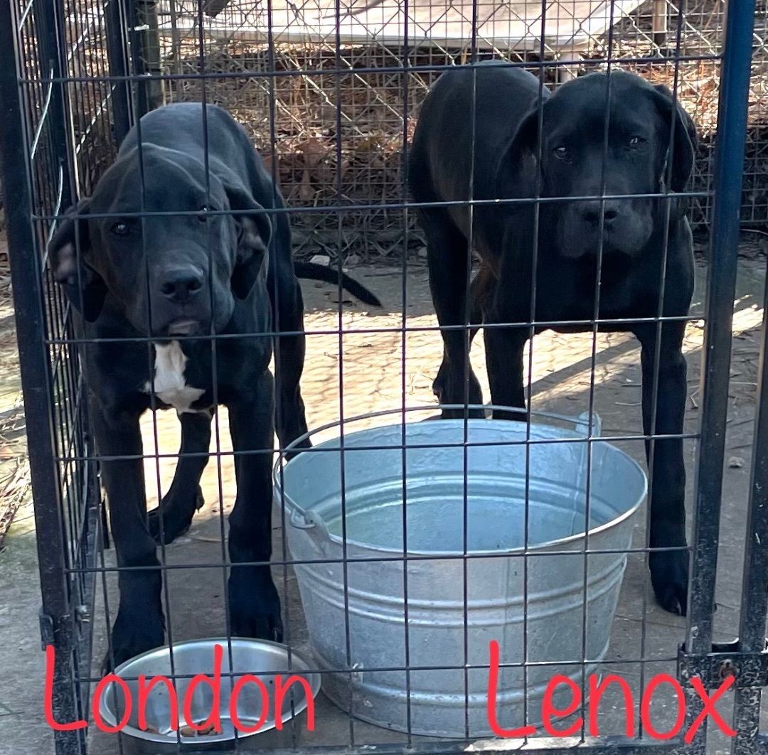 London & Lenox