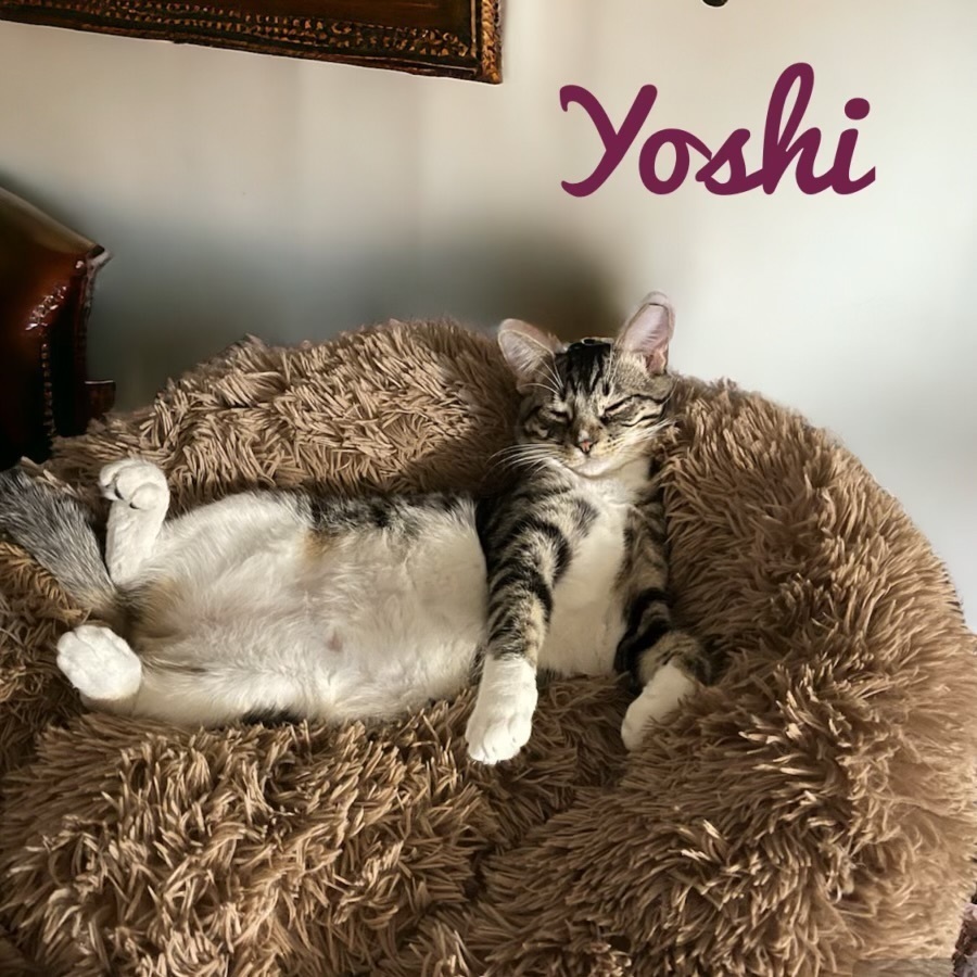 Yoshi 6780