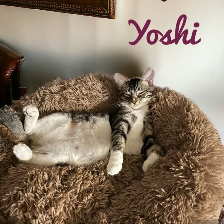 Yoshi 6780 1