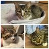 Linnie, Leslie, and Marley (Bonded Trio) (Special Needs)