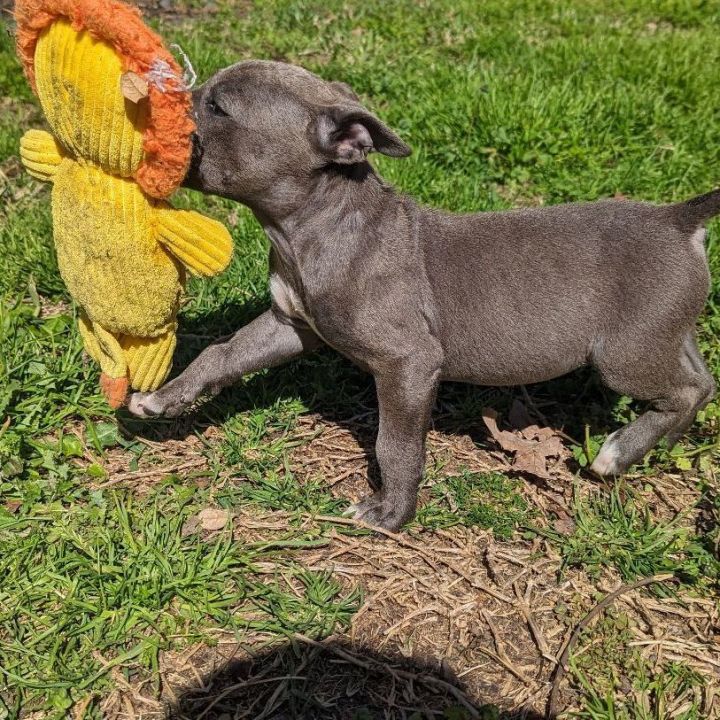 Nola store blue pitbulls