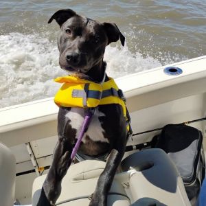 Little Bit, Adult Female Mixed Breed