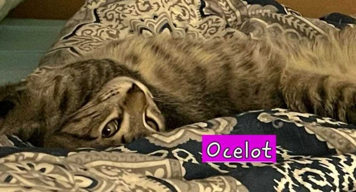 Ocelot 3