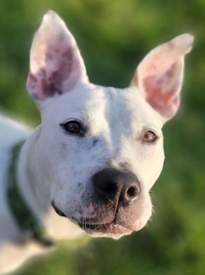 Valentina, Adult Female unknown