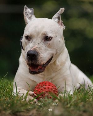 Valentina, Adult Female unknown