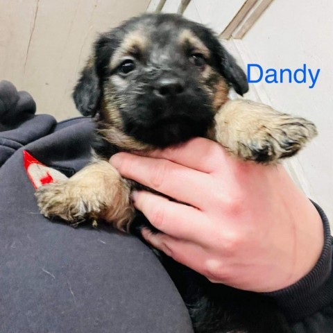 Dandy dogs store with happy paws