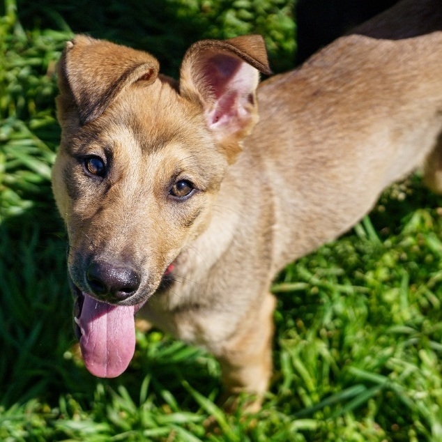 Abigail, an adoptable German Shepherd Dog in Marble Falls, TX_image-1