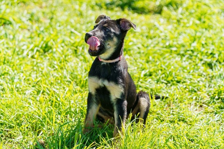 Annie, an adoptable German Shepherd Dog in Marble Falls, TX_image-4