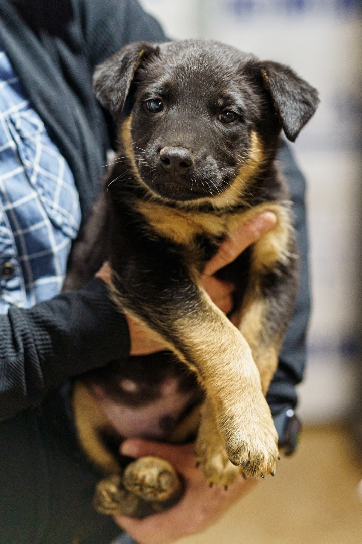 Arnold, an adoptable German Shepherd Dog in Marble Falls, TX_image-2