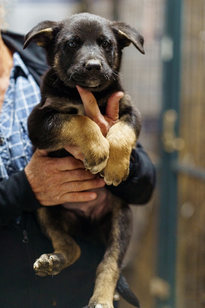 Arthur, an adoptable German Shepherd Dog in Marble Falls, TX_image-3