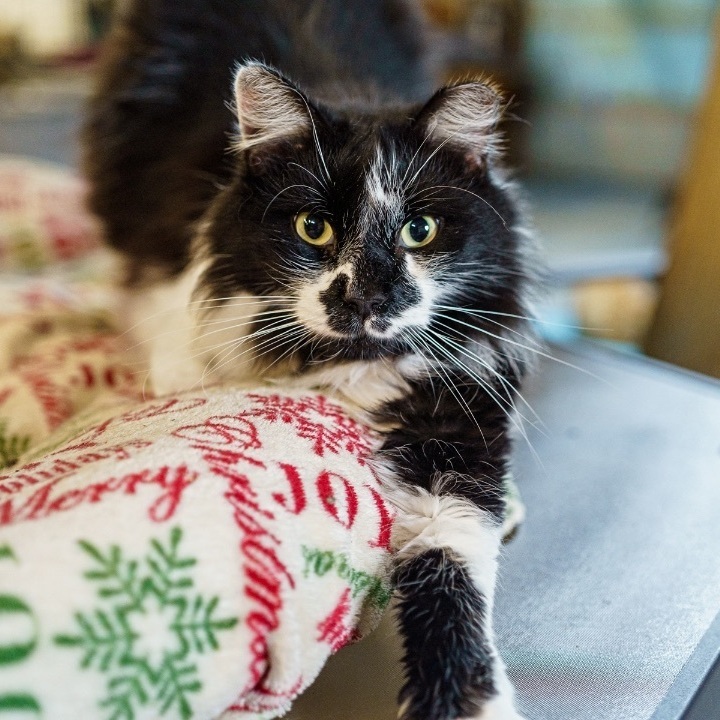 Coco, an adoptable Domestic Long Hair in Marble Falls, TX_image-1
