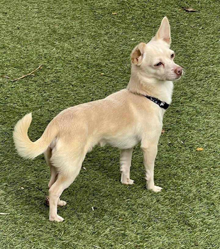 Blonde clearance terrier mix