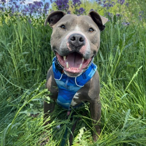 Julien, an adoptable Pit Bull Terrier in Madison, WI, 53716 | Photo Image 1