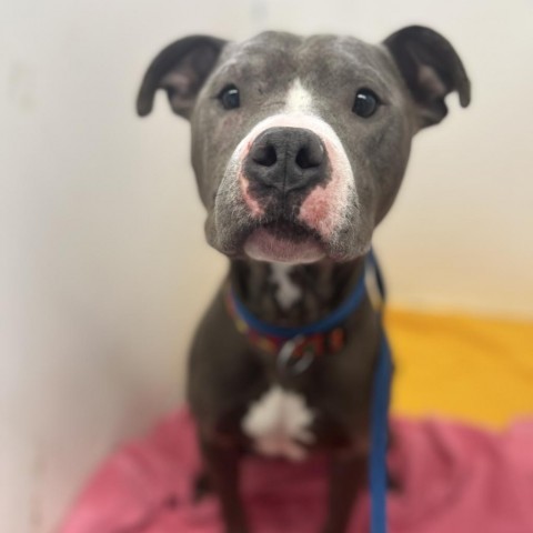 Julien, an adoptable Pit Bull Terrier in Madison, WI, 53716 | Photo Image 2