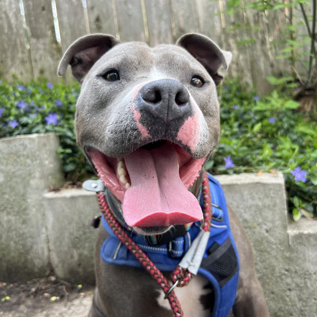 Julien, an adoptable Pit Bull Terrier in Madison, WI, 53716 | Photo Image 2