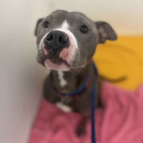 Julien, an adoptable Pit Bull Terrier in Madison, WI, 53716 | Photo Image 3