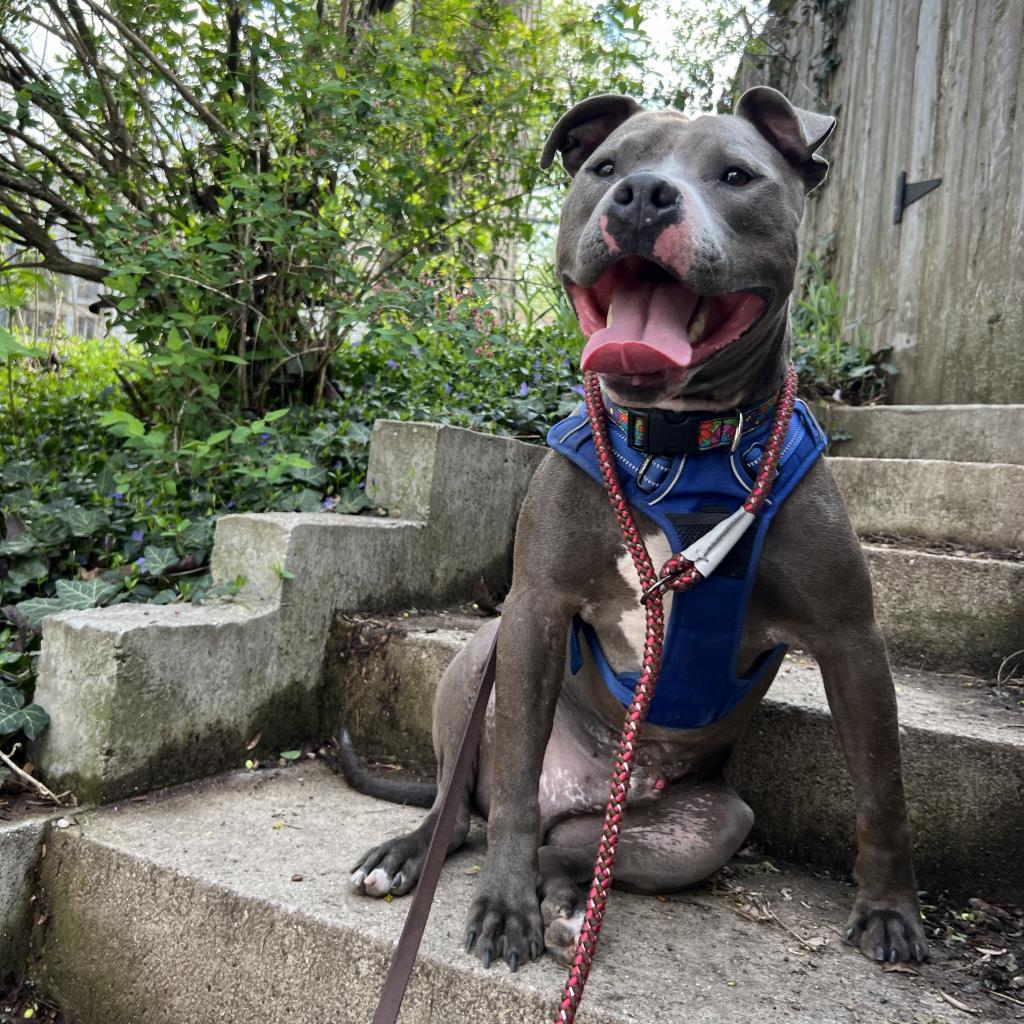 Julien, an adoptable Pit Bull Terrier in Madison, WI, 53716 | Photo Image 3