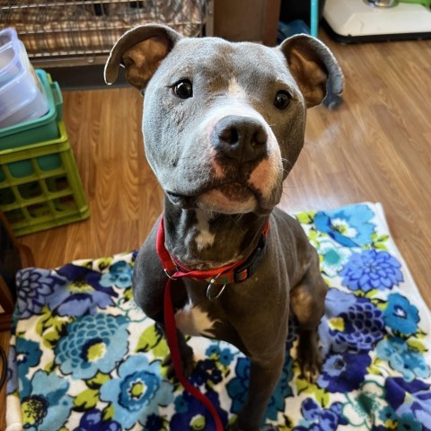 Julien, an adoptable Pit Bull Terrier in Madison, WI, 53716 | Photo Image 4