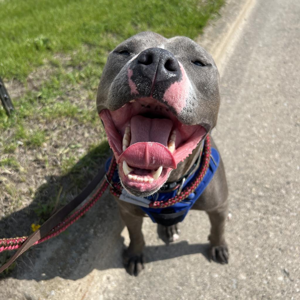 Julien, an adoptable Pit Bull Terrier in Madison, WI, 53716 | Photo Image 4