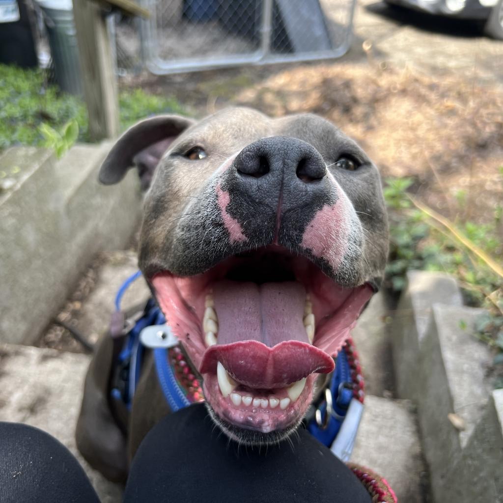 Julien, an adoptable Pit Bull Terrier in Madison, WI, 53716 | Photo Image 5