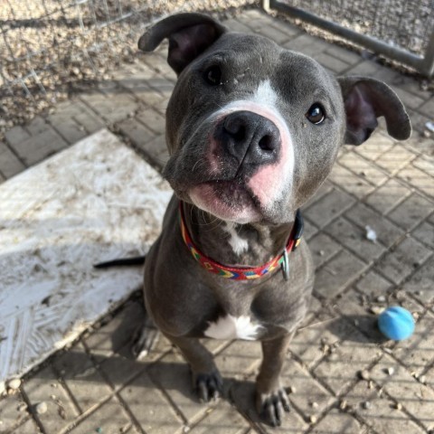 Julien, an adoptable Pit Bull Terrier in Madison, WI, 53716 | Photo Image 6