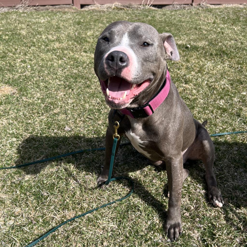 Julien, an adoptable Pit Bull Terrier in Madison, WI, 53716 | Photo Image 6