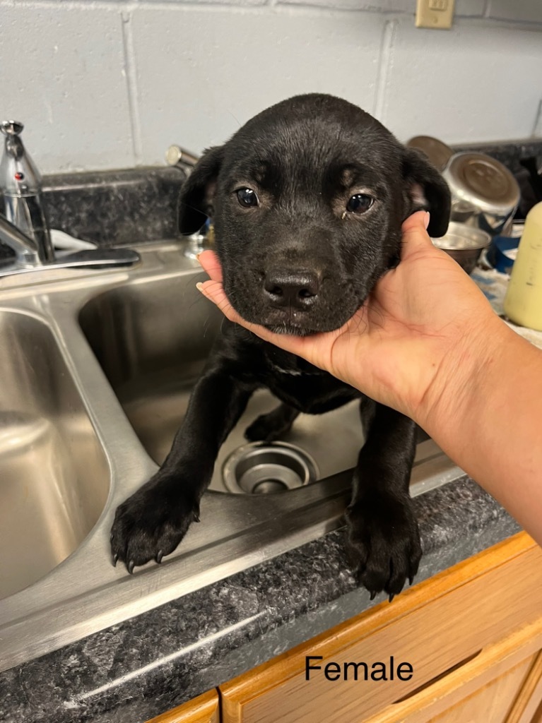 Emory, an adoptable Labrador Retriever in Greenwood, MS, 38930 | Photo Image 2