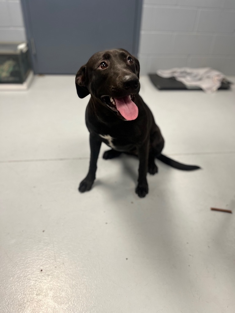 Emory, an adoptable Labrador Retriever in Greenwood, MS, 38930 | Photo Image 3