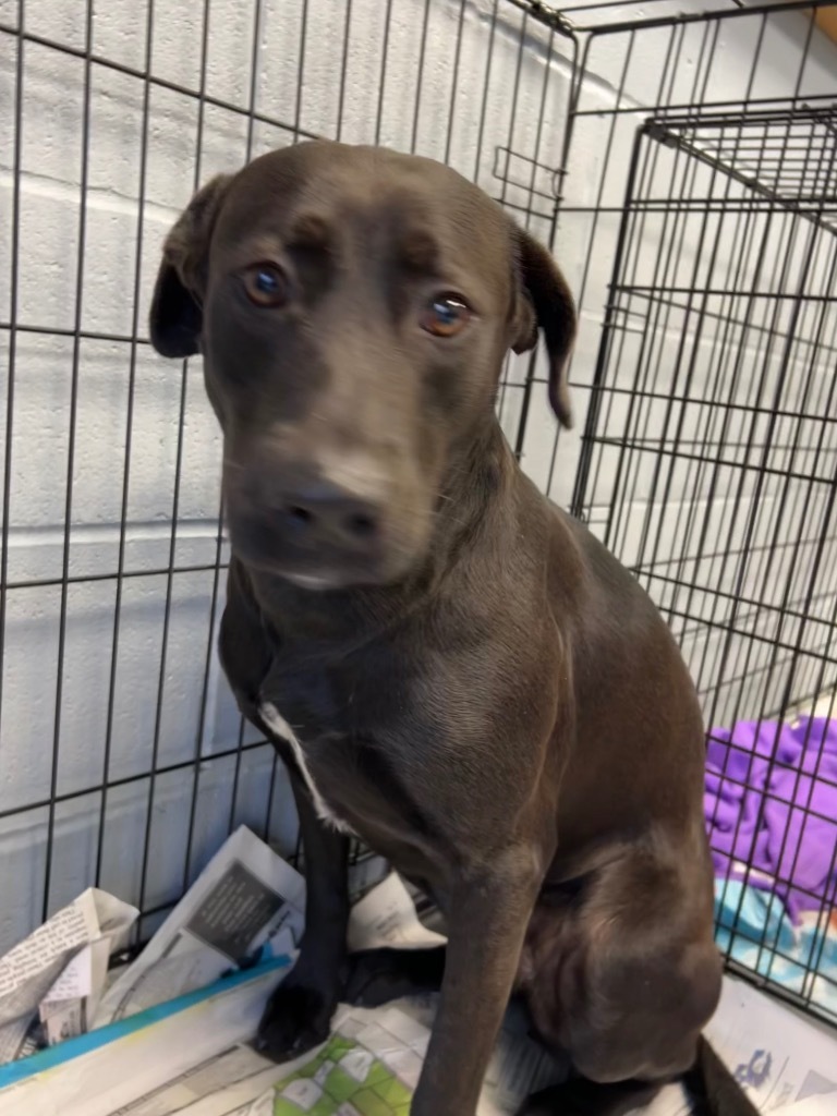 Emory, an adoptable Labrador Retriever in Greenwood, MS, 38930 | Photo Image 5