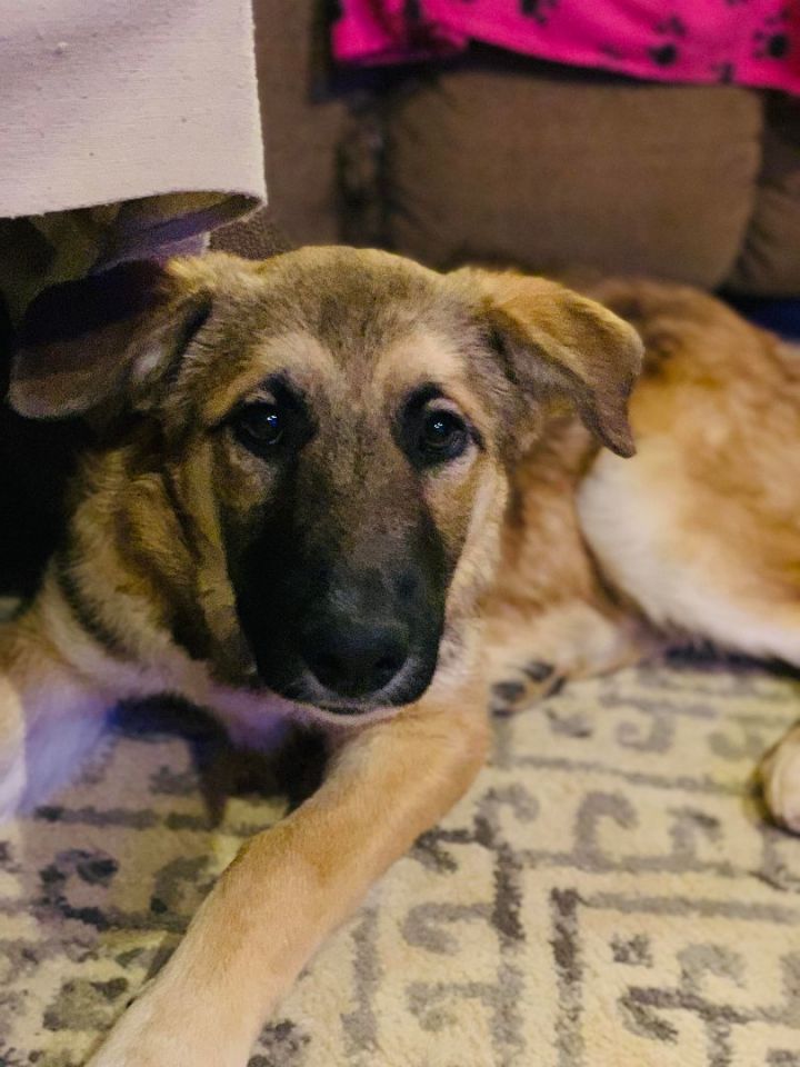 Dash in NH! Open House 2/16 4-7 and 2/17 from 12-3! More info in bio, an adopted German Shepherd Dog in Manchester, NH_image-2