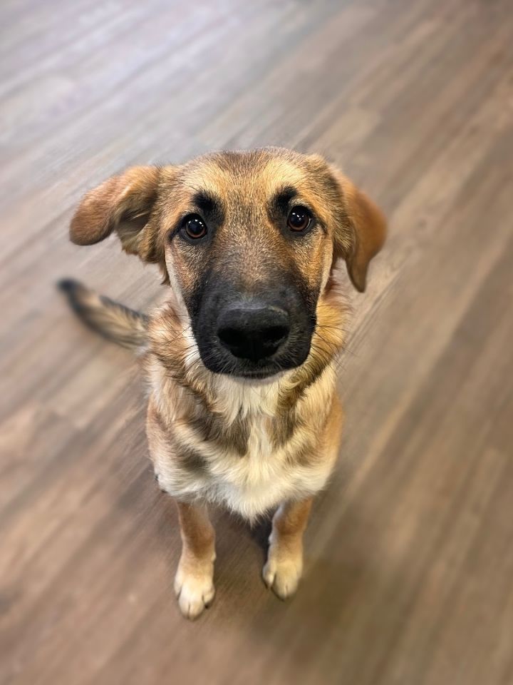 Dash in NH! Open House 2/16 4-7 and 2/17 from 12-3! More info in bio, an adopted German Shepherd Dog in Manchester, NH_image-3