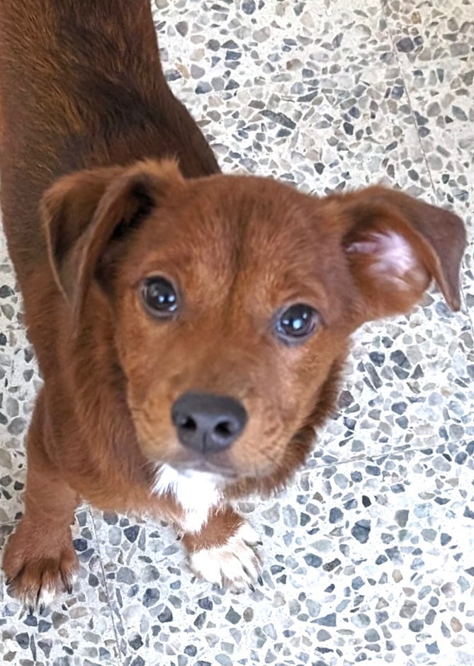 Little red best sale dog adoption