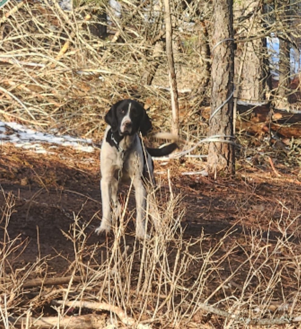Dog for adoption Chico, an English Springer Spaniel & English Pointer