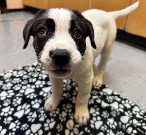 Dog for adoption Louise a Mixed Breed in Warren MI Petfinder