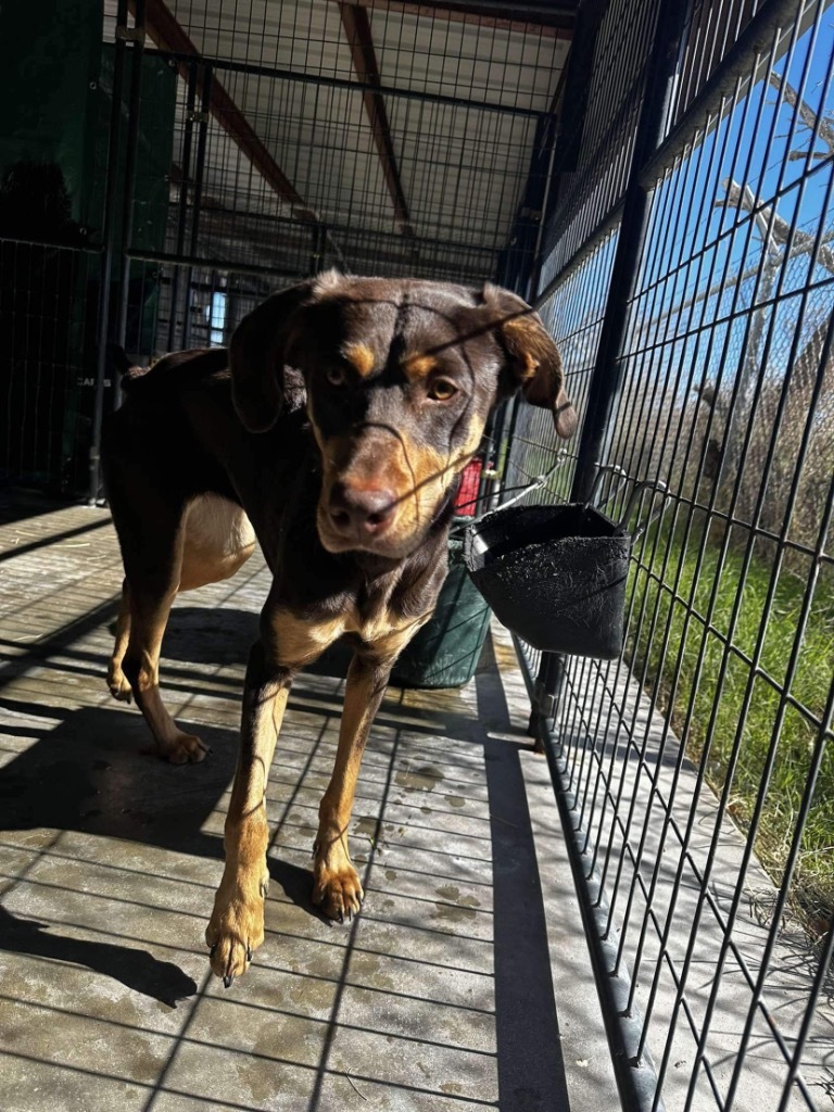 Gwennie, an adoptable Doberman Pinscher, Labrador Retriever in Big Spring, TX, 79720 | Photo Image 1