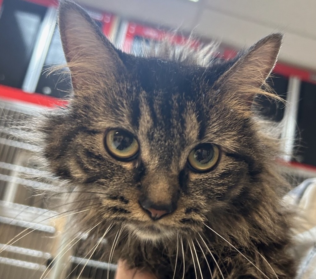 Truffle, an adoptable Domestic Long Hair in Grand Junction, CO, 81505 | Photo Image 1