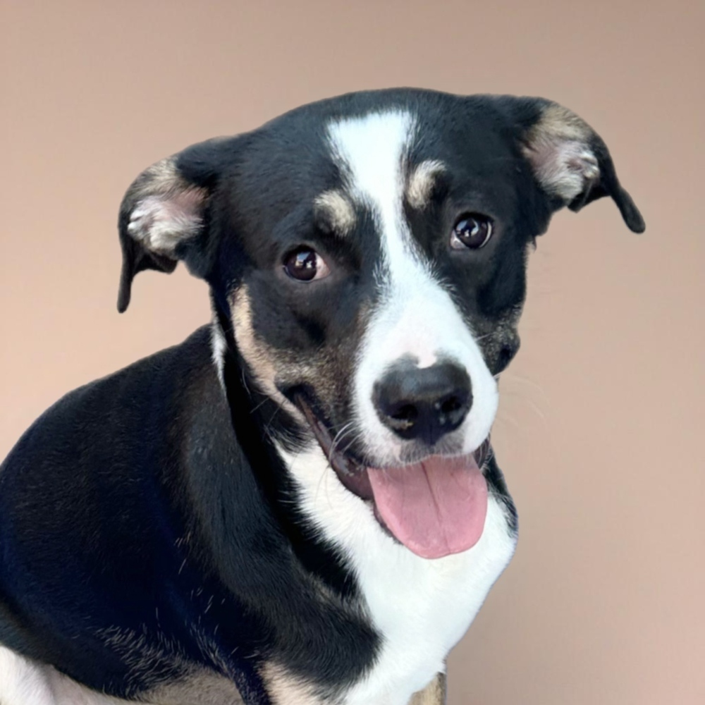 Hearts of Gold - Neil Young, an adoptable Husky, Australian Cattle Dog / Blue Heeler in Lakewood, CO, 80227 | Photo Image 1