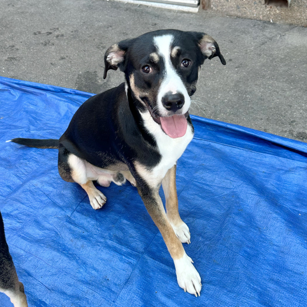 Hearts of Gold - Neil Young, an adoptable Husky, Australian Cattle Dog / Blue Heeler in Lakewood, CO, 80227 | Photo Image 2