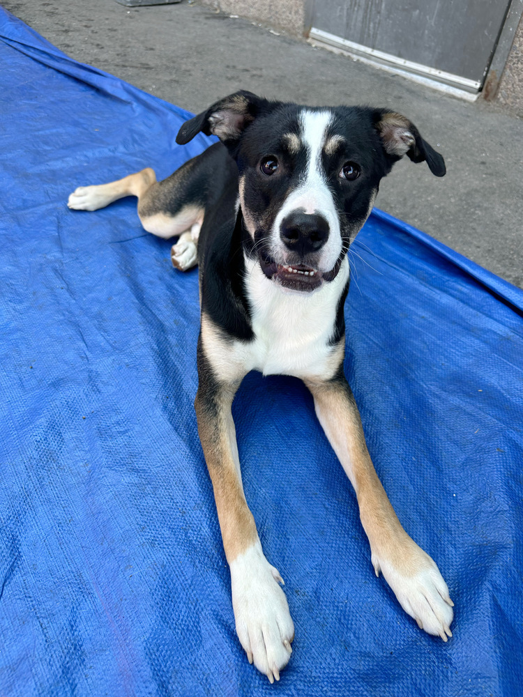 Hearts of Gold - Neil Young, an adoptable Husky, Australian Cattle Dog / Blue Heeler in Lakewood, CO, 80227 | Photo Image 3