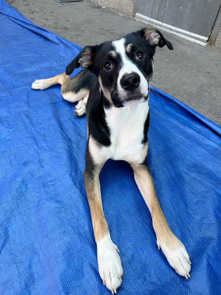 Hearts of Gold - Neil Young, an adoptable Husky, Australian Cattle Dog / Blue Heeler in Lakewood, CO, 80227 | Photo Image 4