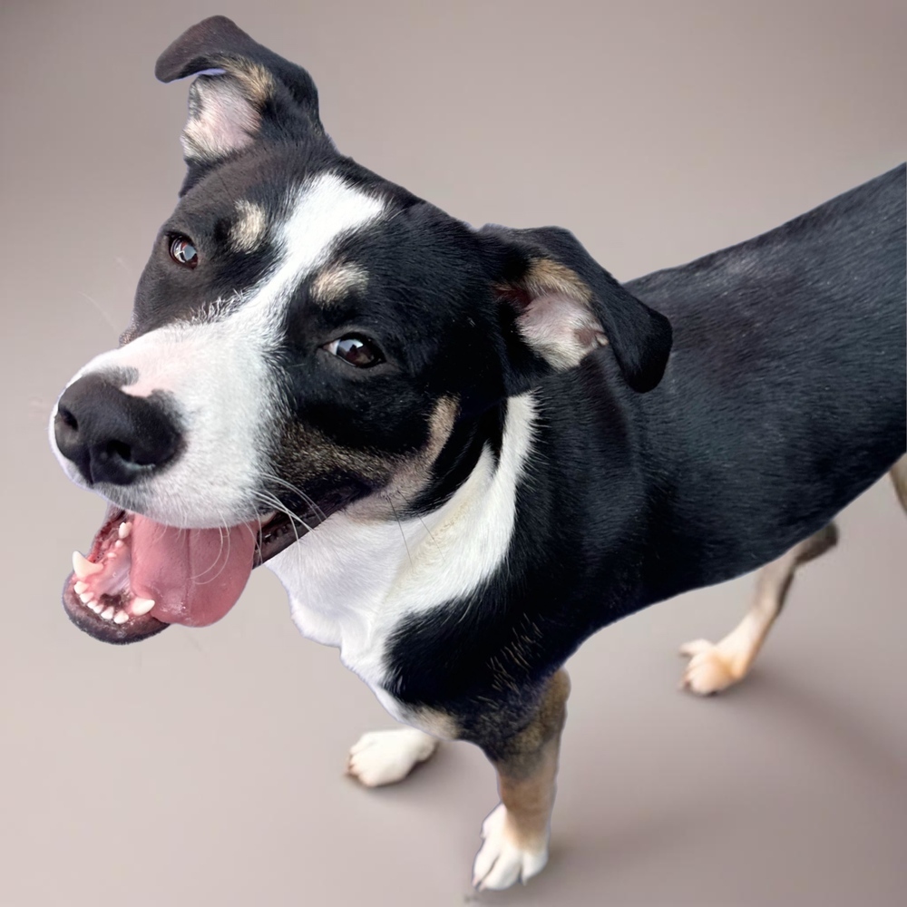 Hearts of Gold - Neil Young, an adoptable Husky, Australian Cattle Dog / Blue Heeler in Lakewood, CO, 80227 | Photo Image 5