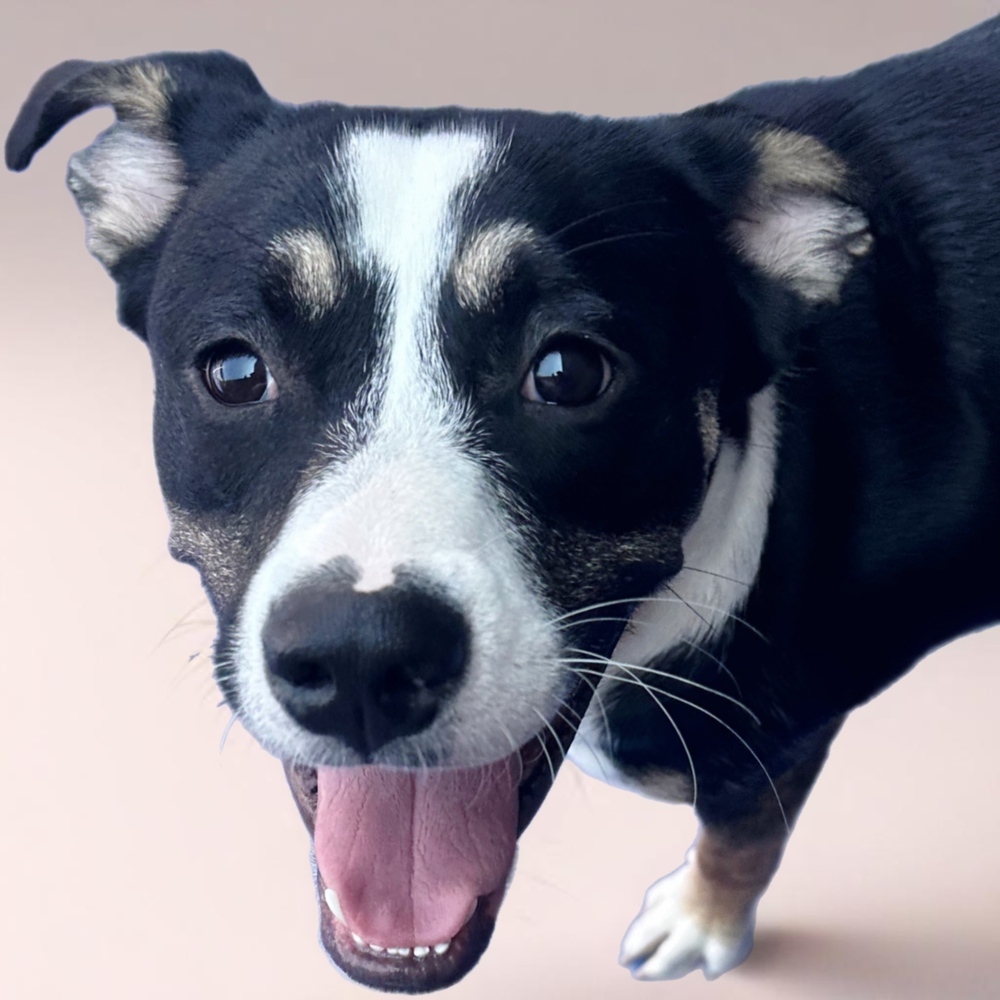 Hearts of Gold - Neil Young, an adoptable Husky, Australian Cattle Dog / Blue Heeler in Lakewood, CO, 80227 | Photo Image 6