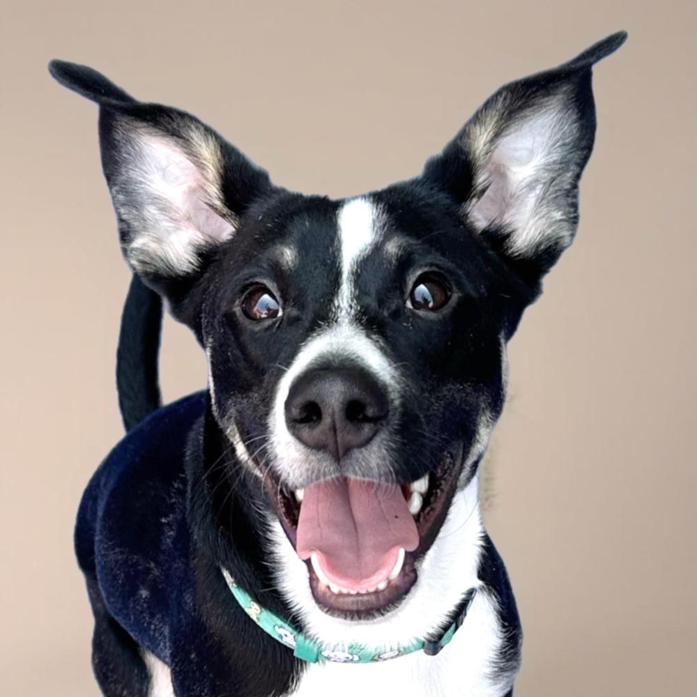 Hearts of Gold - Corazon, an adoptable Husky, Australian Cattle Dog / Blue Heeler in Lakewood, CO, 80227 | Photo Image 1