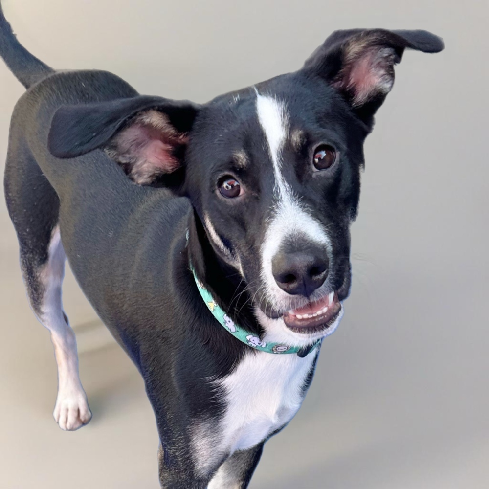 Hearts of Gold - Corazon, an adoptable Husky, Australian Cattle Dog / Blue Heeler in Lakewood, CO, 80227 | Photo Image 2